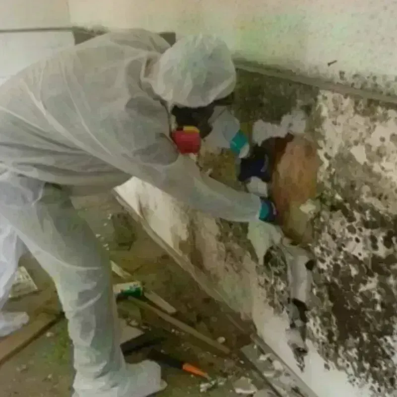 Mold Remediation and Removal in Laytonville, CA